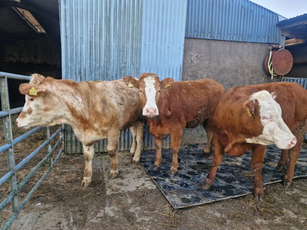 Breeding Heifers - Image 1
