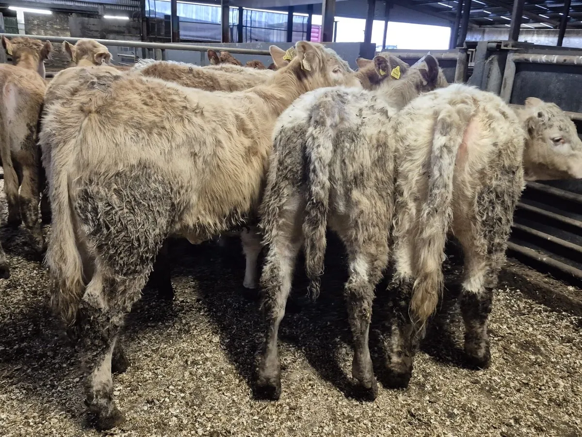 10 Super Charolais Heifers - Image 3