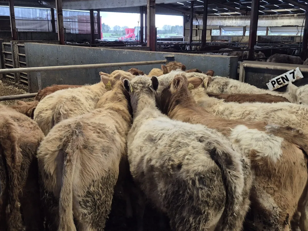 10 Super Charolais Heifers - Image 4