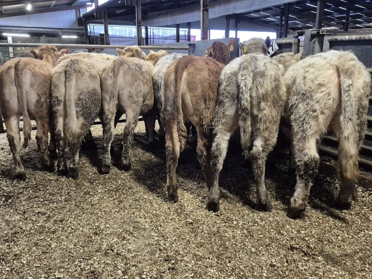 10 Super Charolais Heifers - Image 1