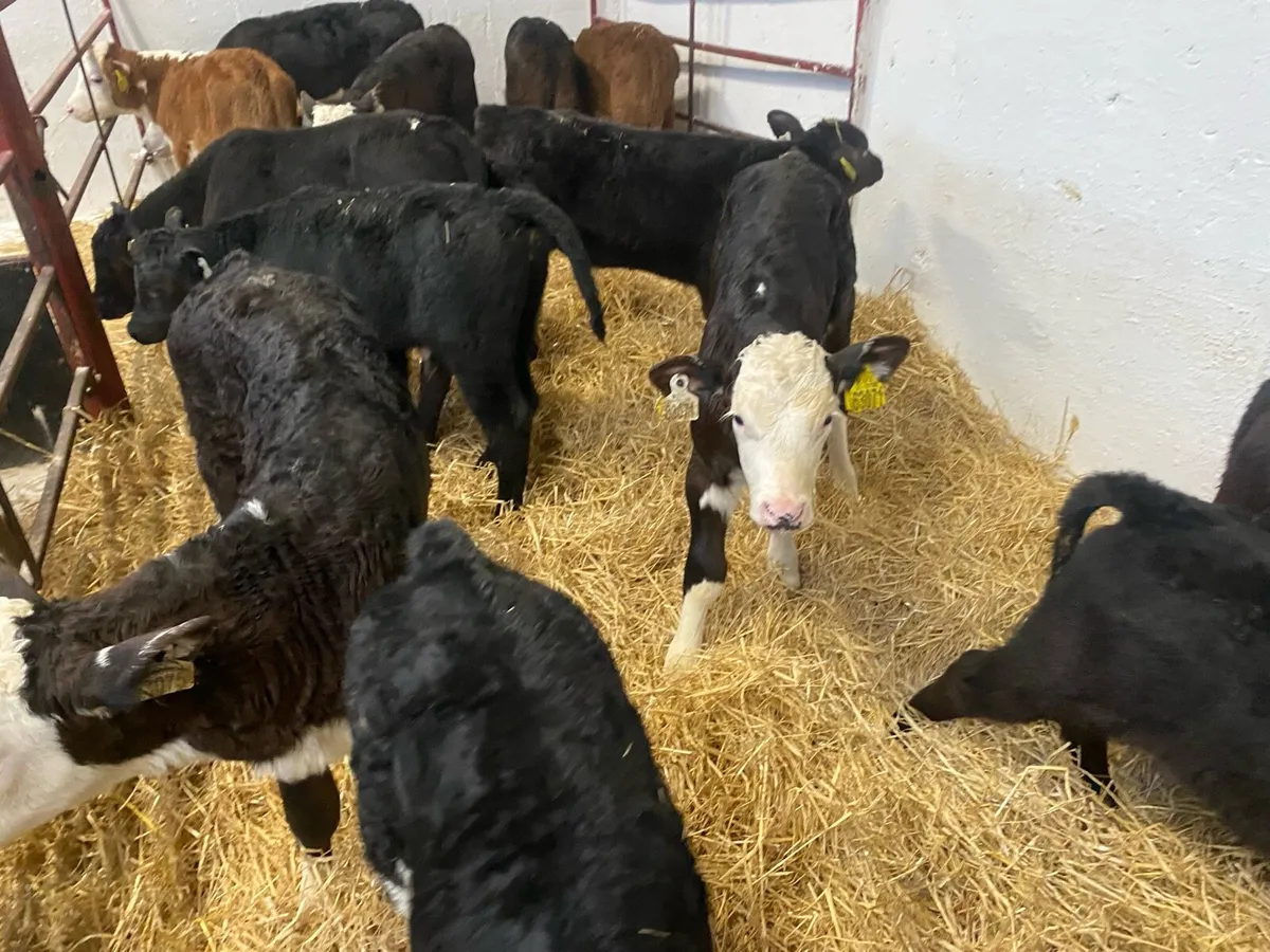 12 Hereford And Angus Bull Calves - Image 3