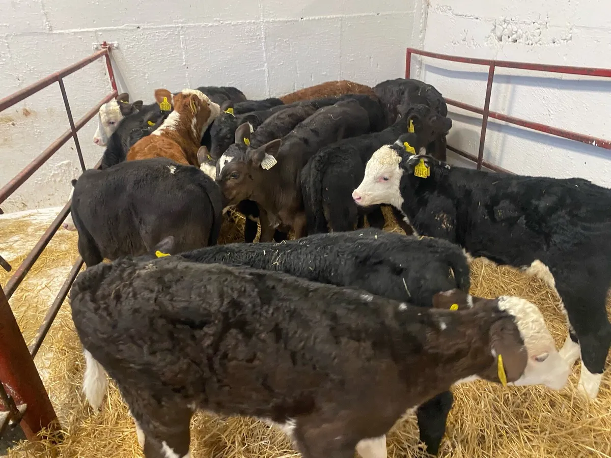 12 Hereford And Angus Bull Calves - Image 4