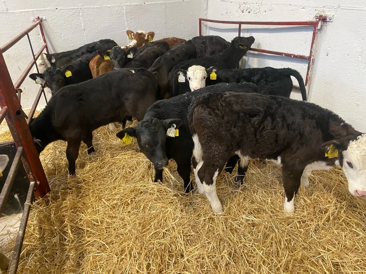 12 Hereford And Angus Bull Calves - Image 1