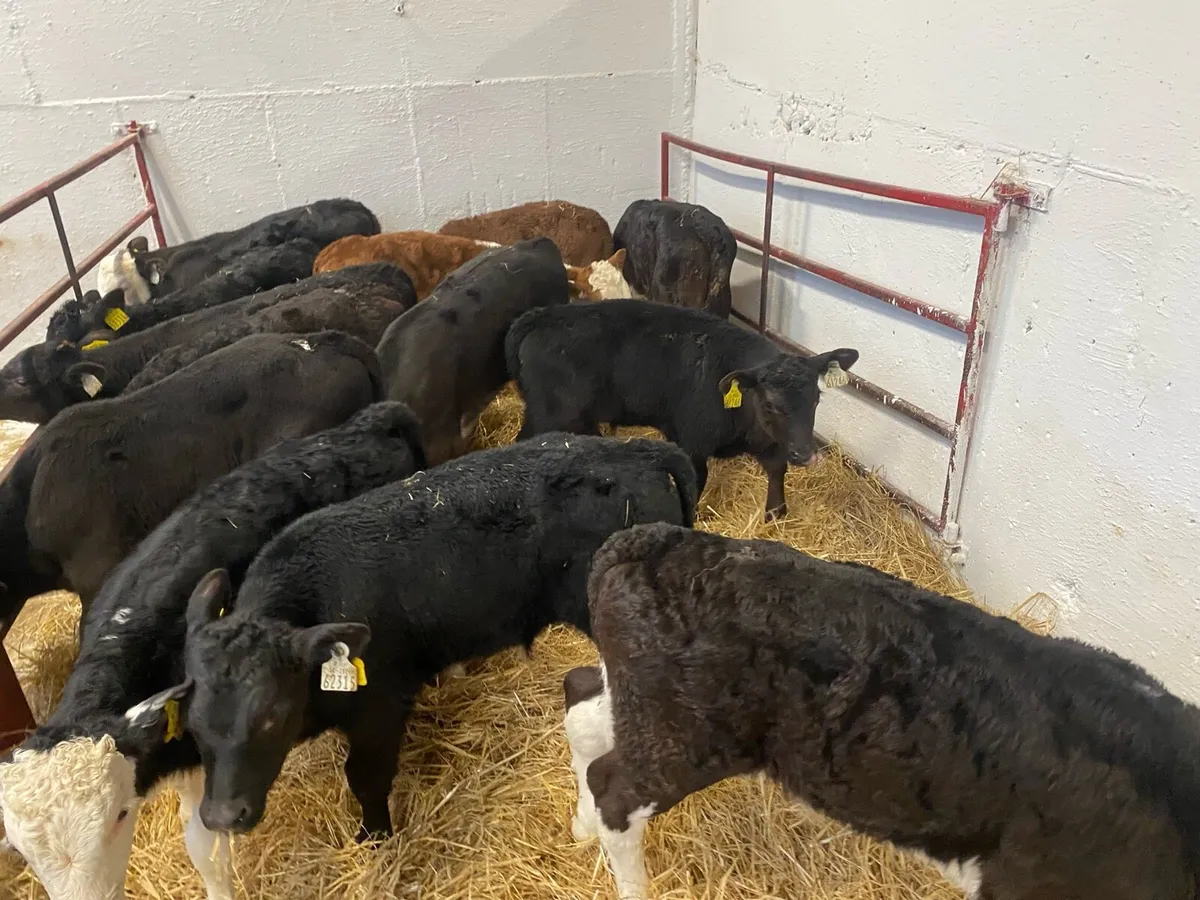 12 Hereford And Angus Bull Calves - Image 2