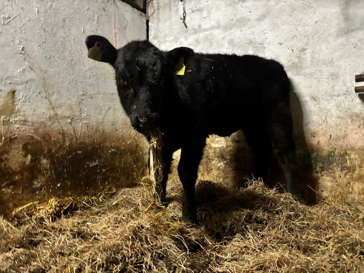 Super AAX heifer runner - Image 1