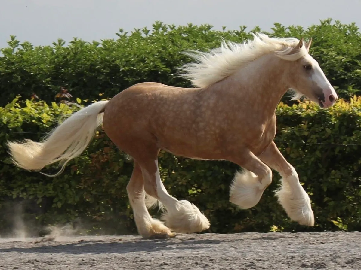 New cob stallion available at stud - Image 4