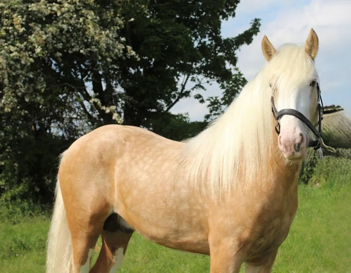 New cob stallion available at stud - Image 1