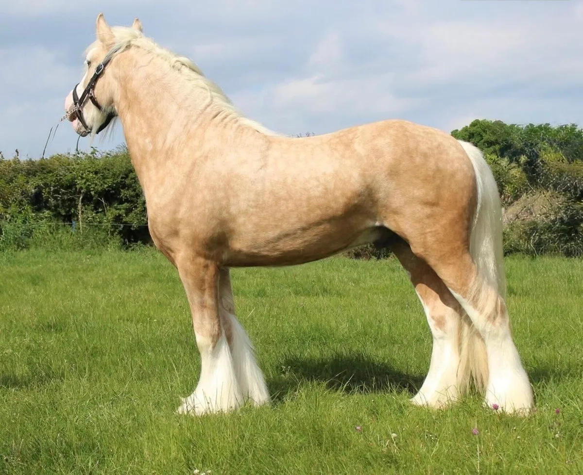 New cob stallion available at stud - Image 2