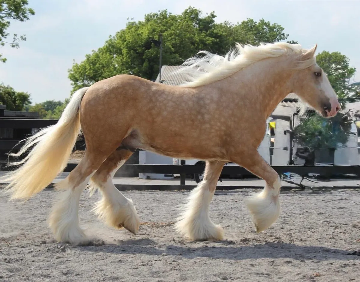 New cob stallion available at stud - Image 3