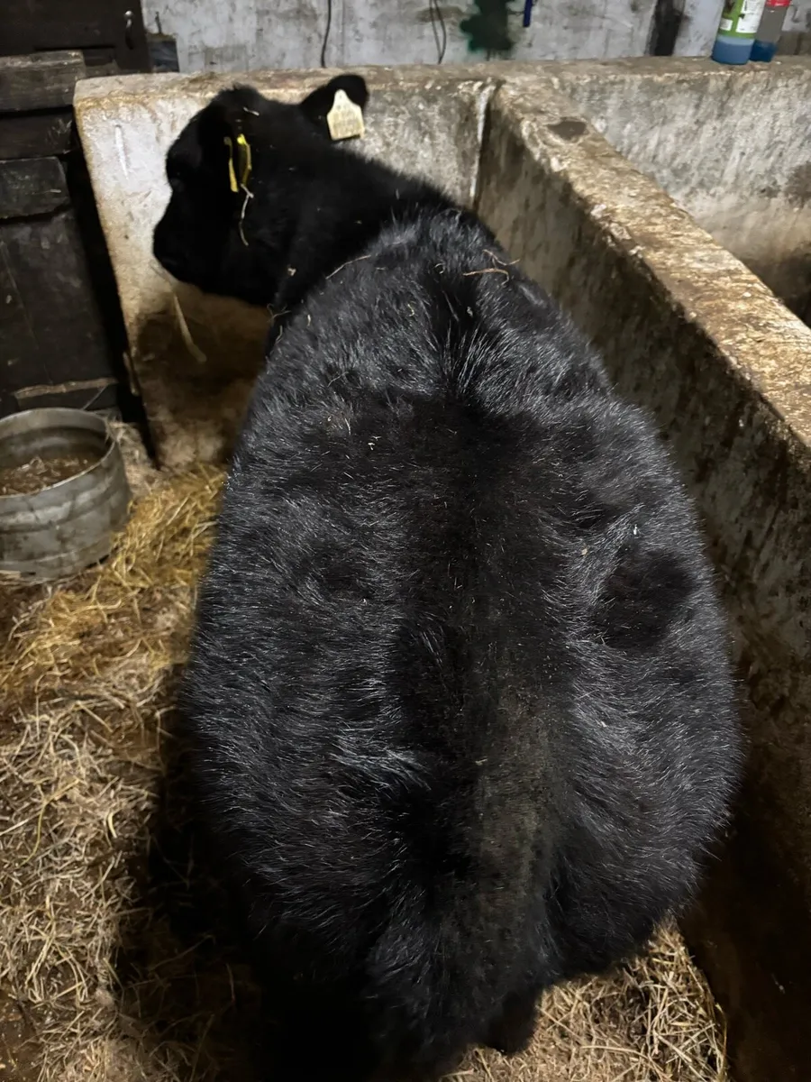 Super AAX heifer runner - Image 3