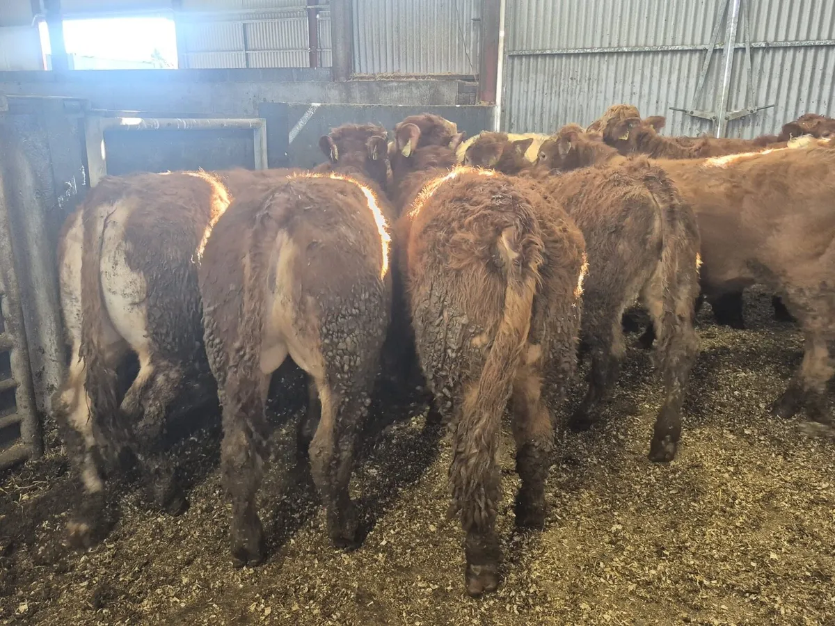 14 Super Bull Weanlings - Image 2