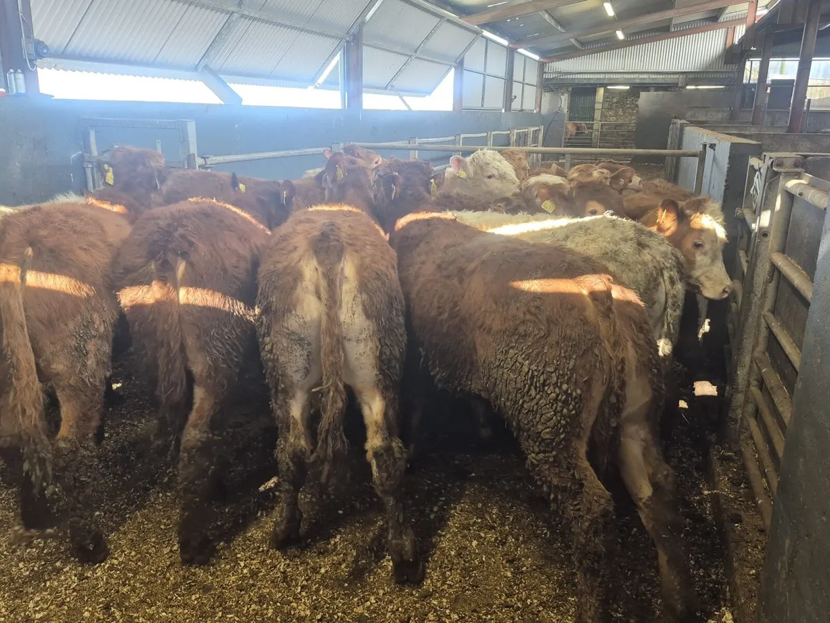 14 Super Bull Weanlings - Image 1