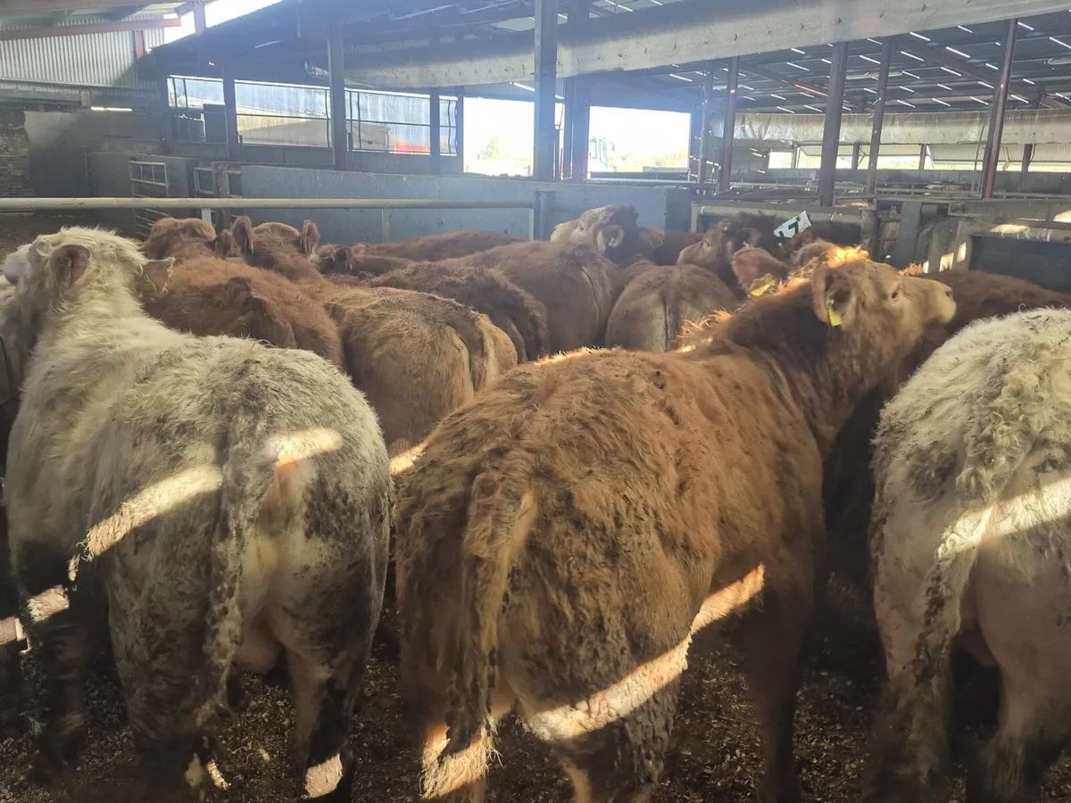 14 Super Bull Weanlings - Image 3