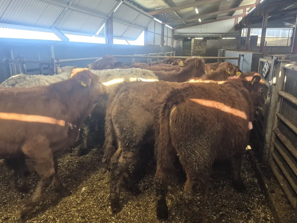 14 Super Bull Weanlings - Image 4