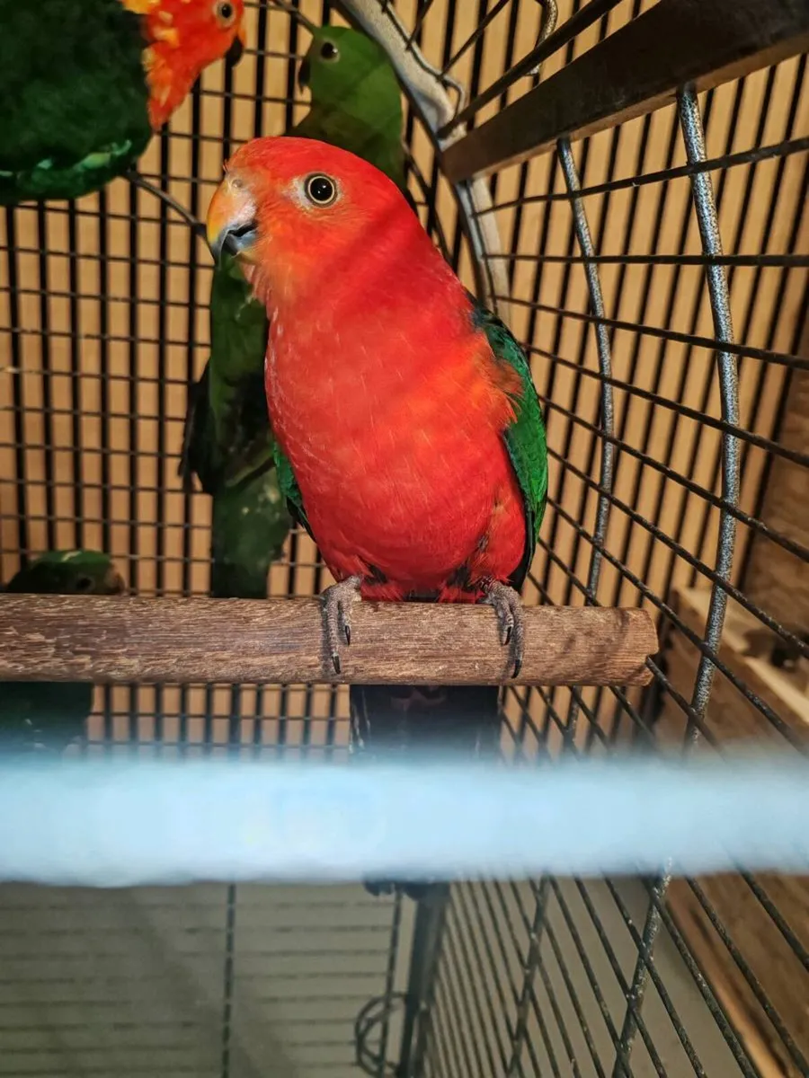 Australian King Parrots - Image 1