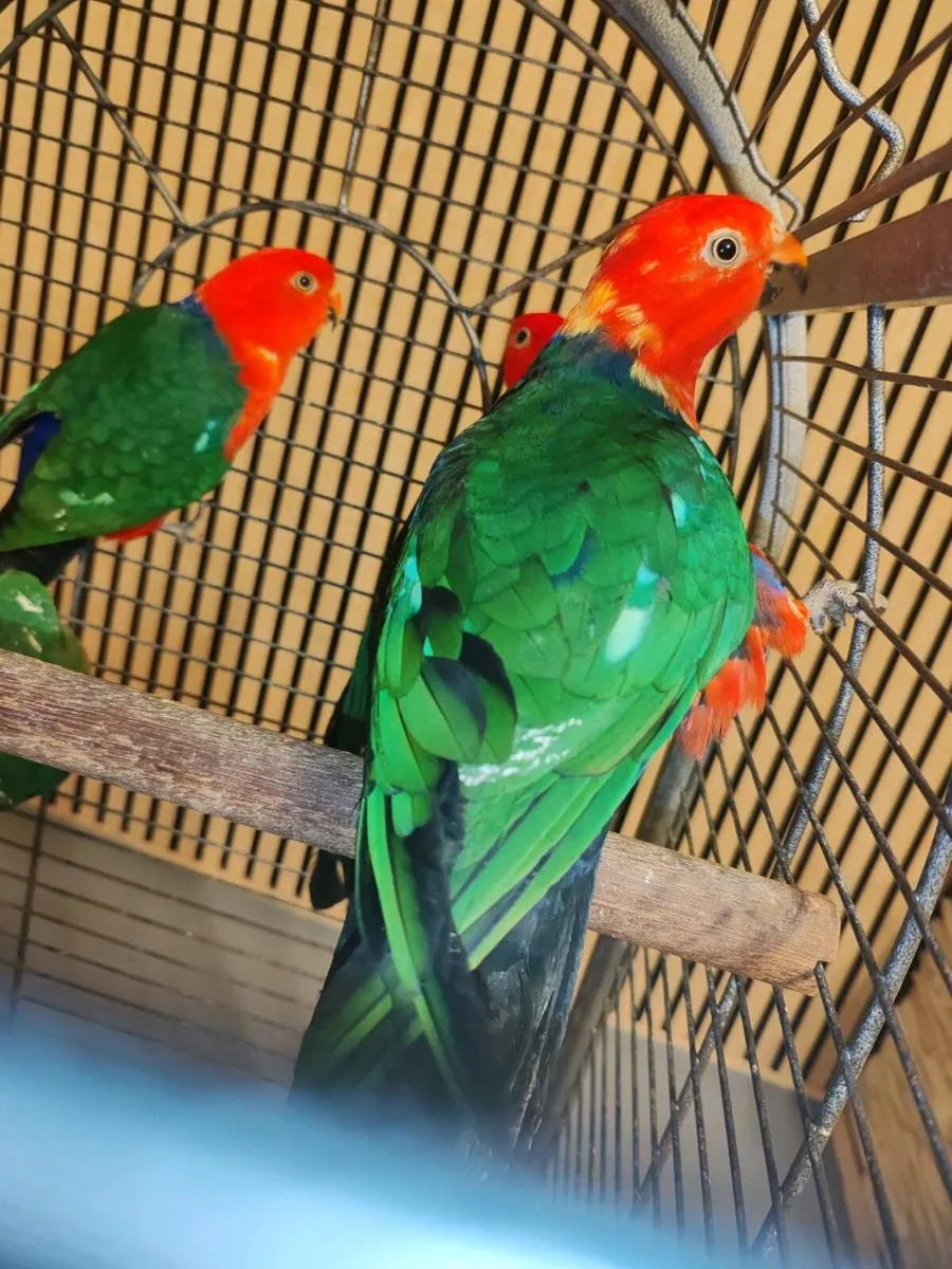Australian King Parrots - Image 2