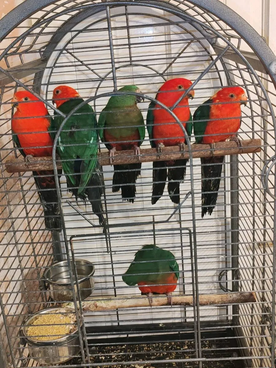Australian King Parrots - Image 3