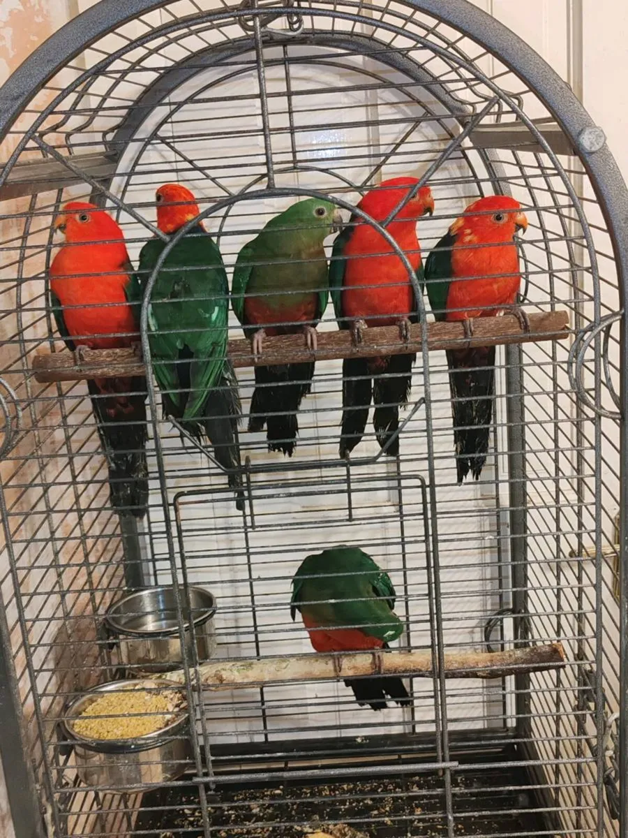 Australian King Parrots - Image 4