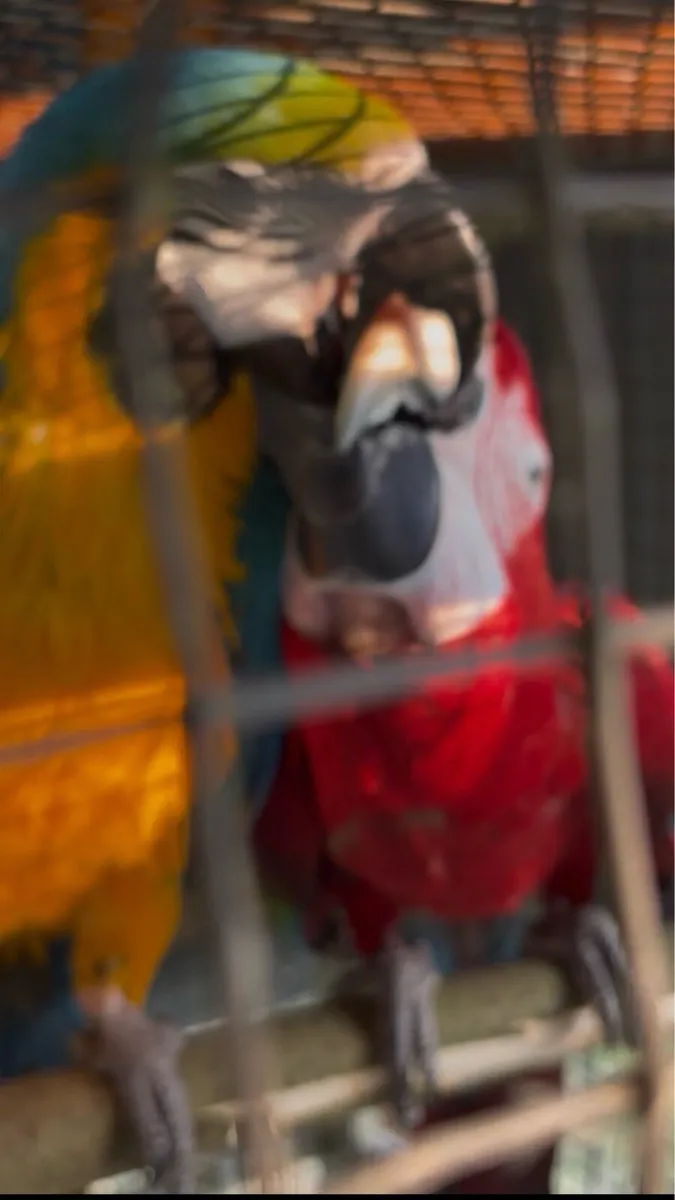 ‏Proven 2x Pair of macaws + Aviary for sale - Image 3