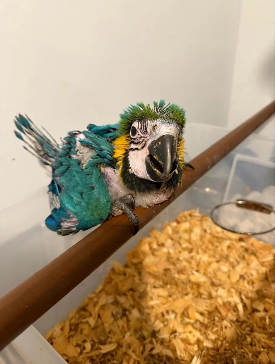 ‏Proven 2x Pair of macaws + Aviary for sale - Image 4