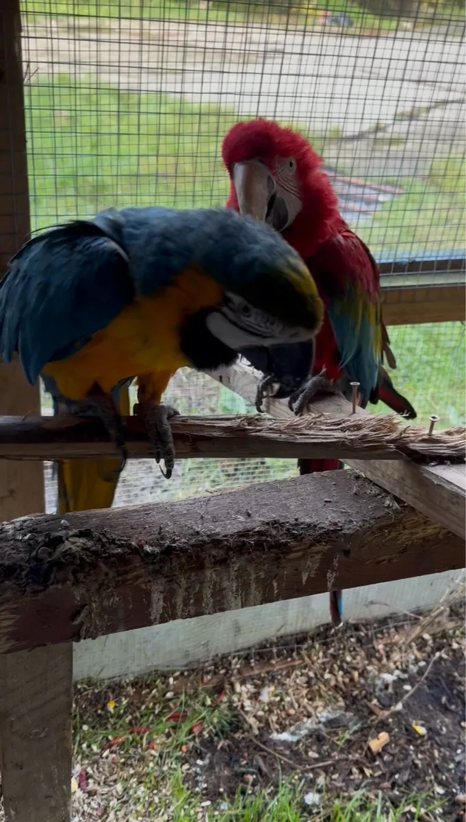 ‏Pair of macaws - Image 4