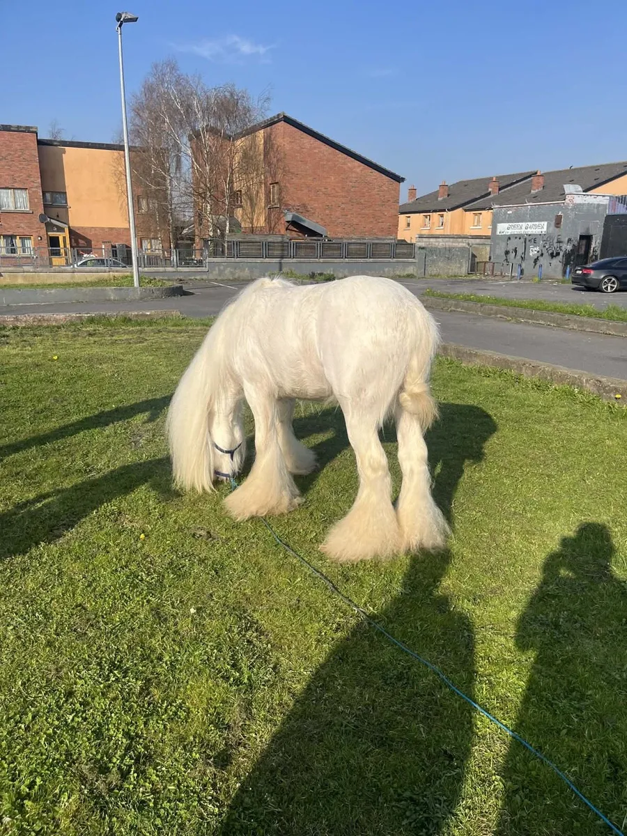 3yr old stallion - Image 4