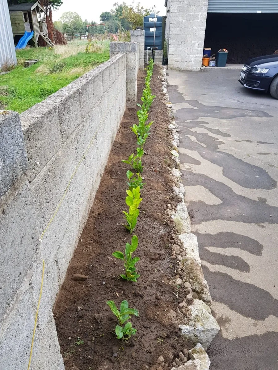 Laurel Hedging - Image 3