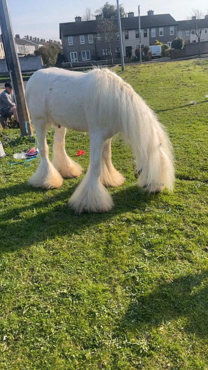 3yr old stallion - Image 1