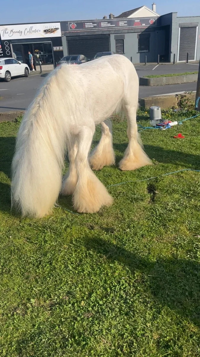 3yr old stallion - Image 2