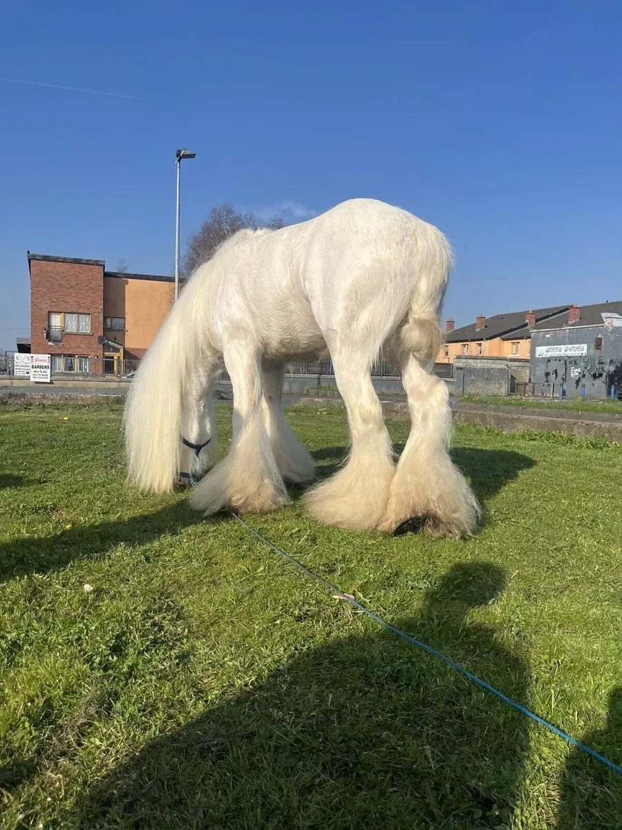 3yr old stallion - Image 3