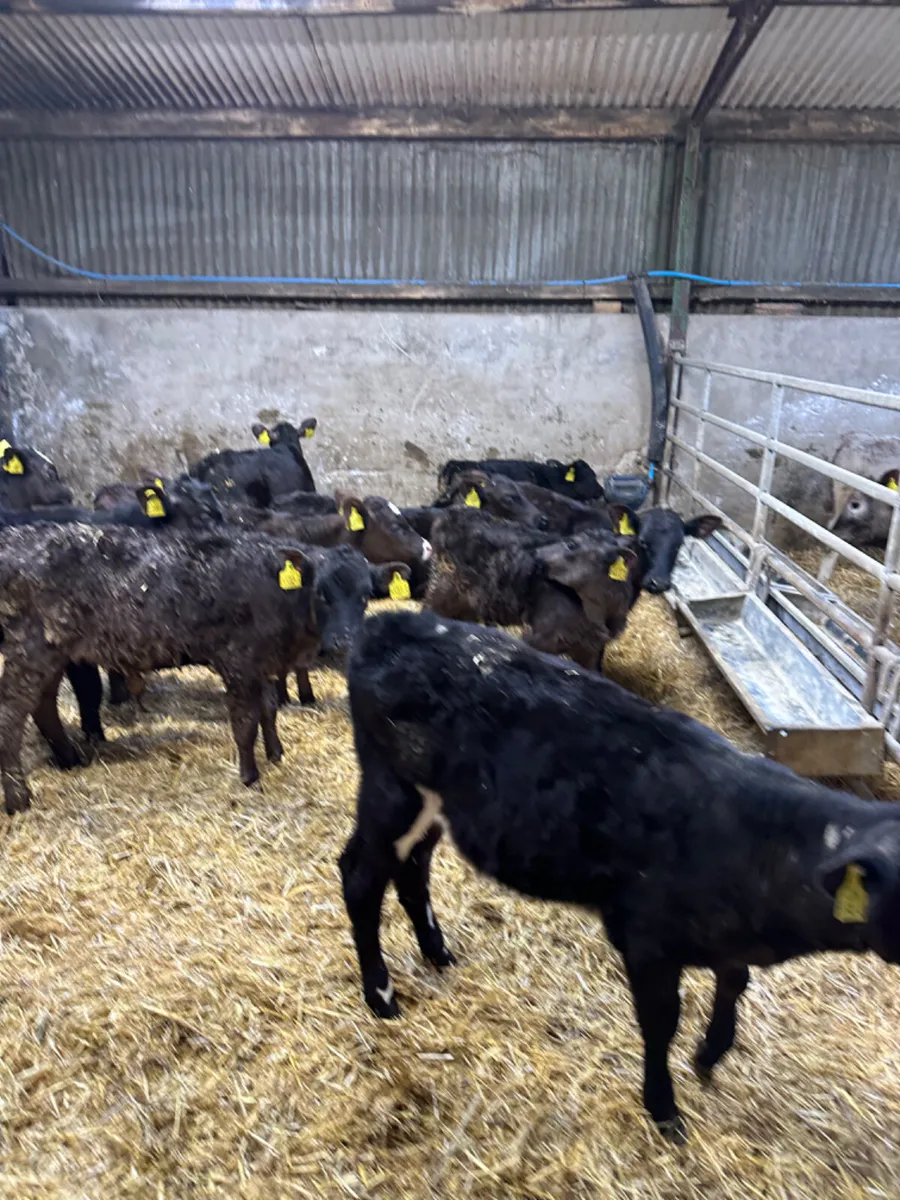 Reared heifers - Image 4