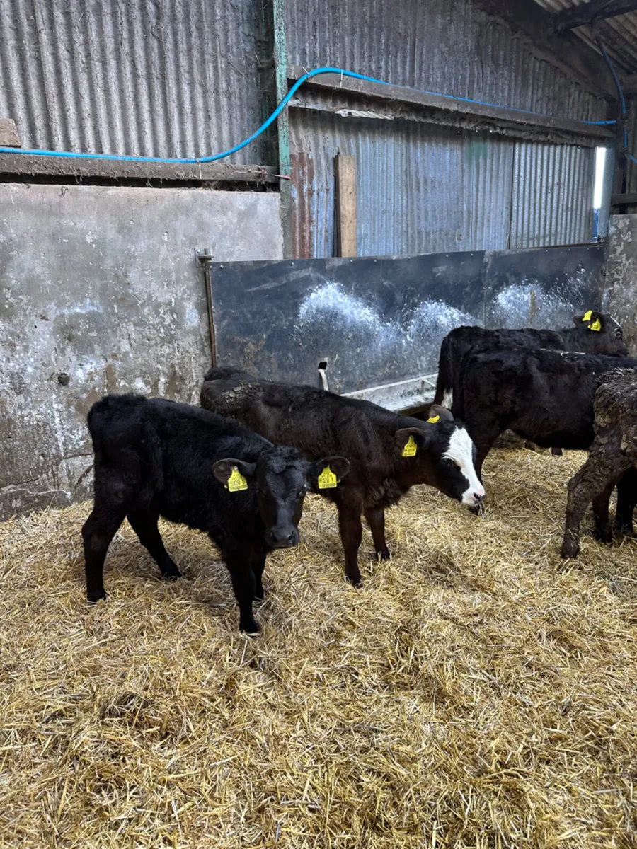 Reared heifers - Image 3