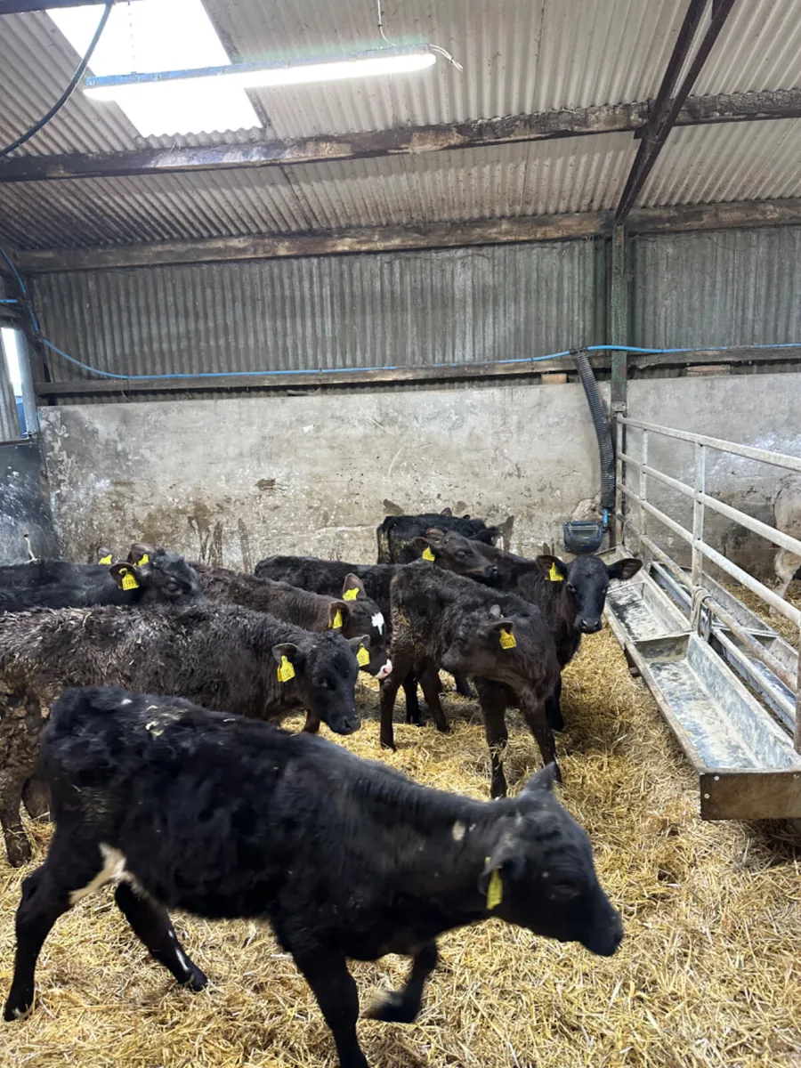 Reared heifers - Image 2