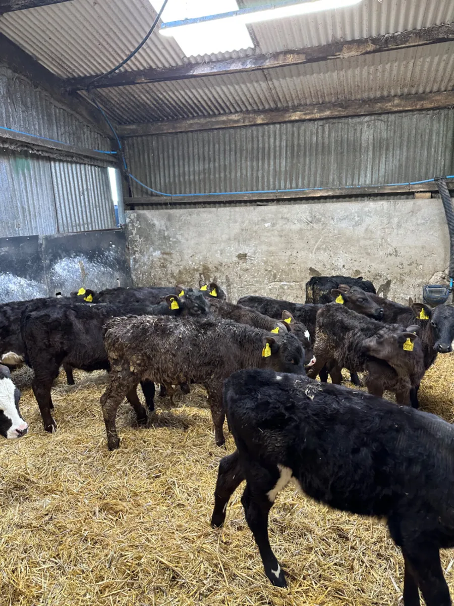 Reared heifers - Image 1