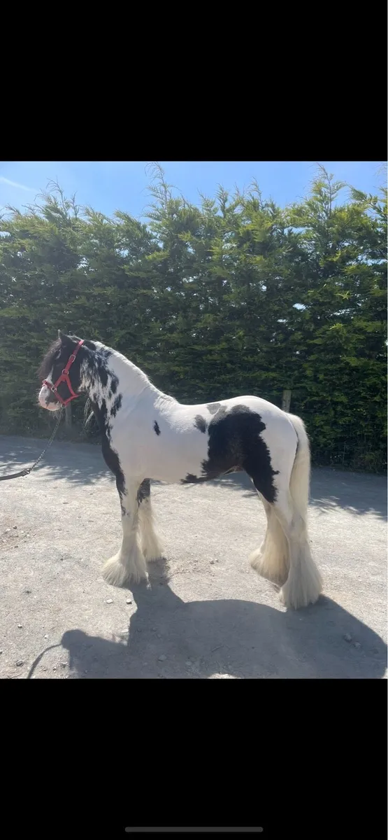 12.2 cob for stud - Image 1