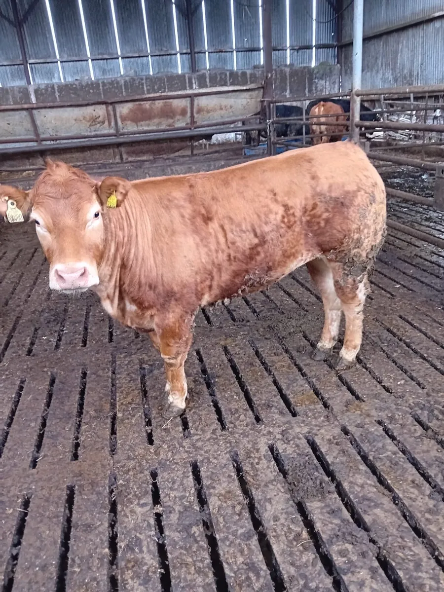 Pedigree limousin heifer - Image 1
