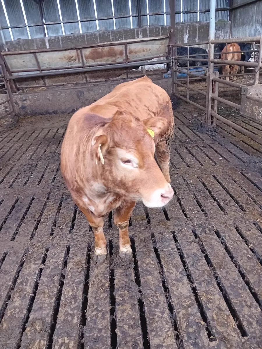 Pedigree limousin heifer - Image 2