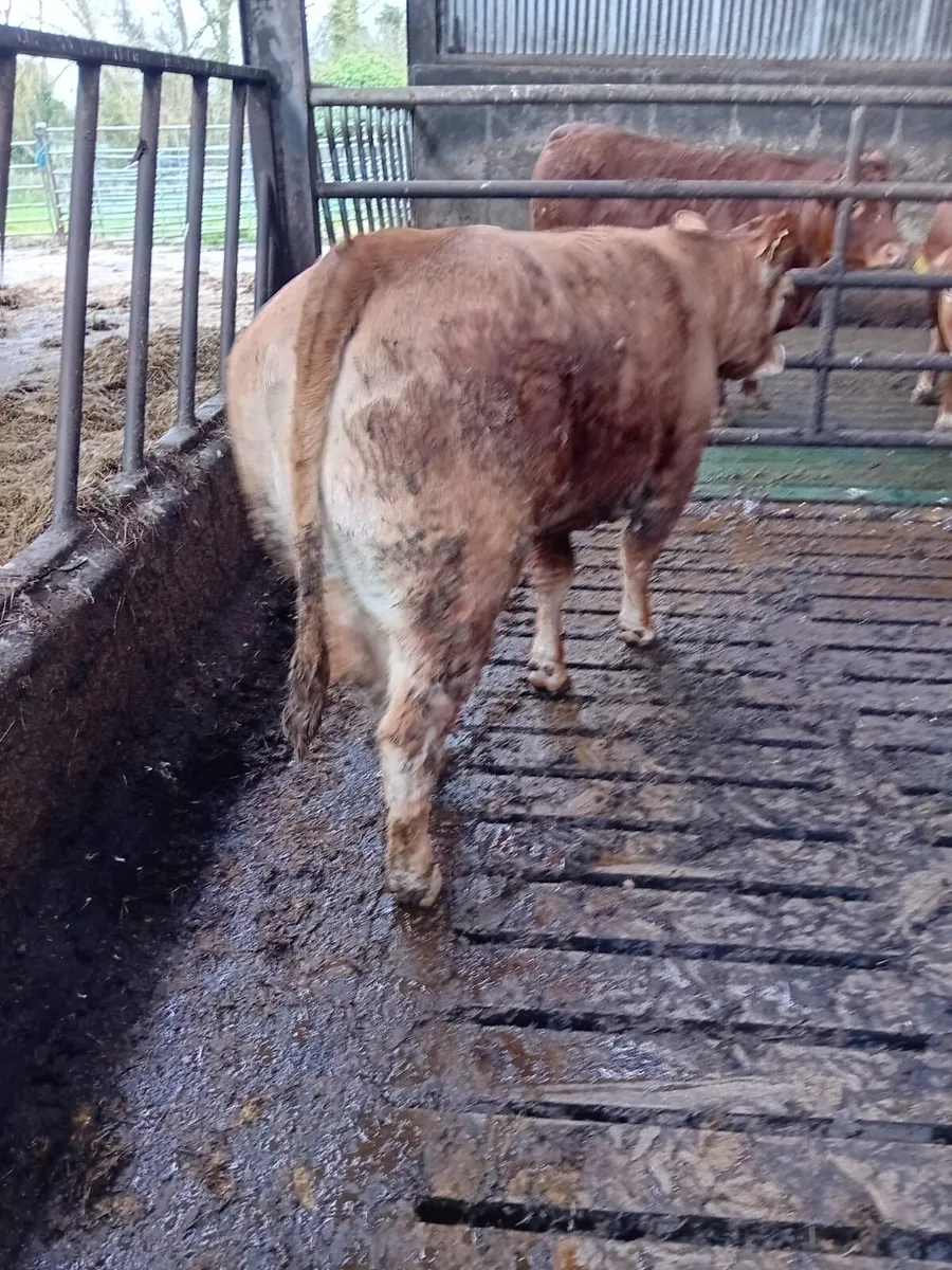 Pedigree limousin heifer - Image 3