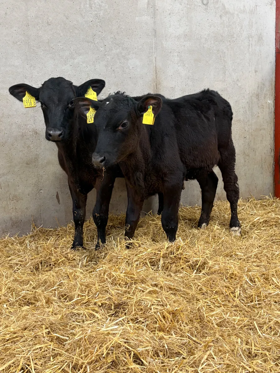 3 Reared Angus Heifer Calves - Image 1
