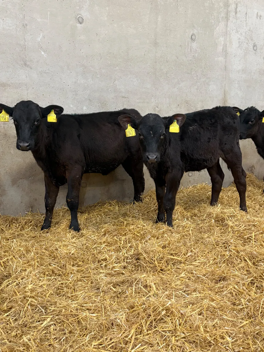 3 Reared Angus Heifer Calves - Image 4