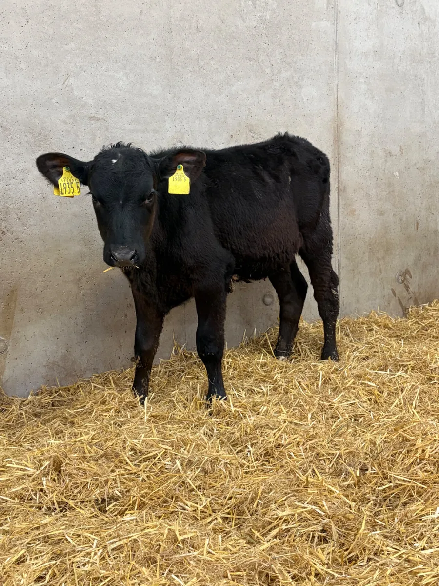 3 Reared Angus Heifer Calves - Image 3