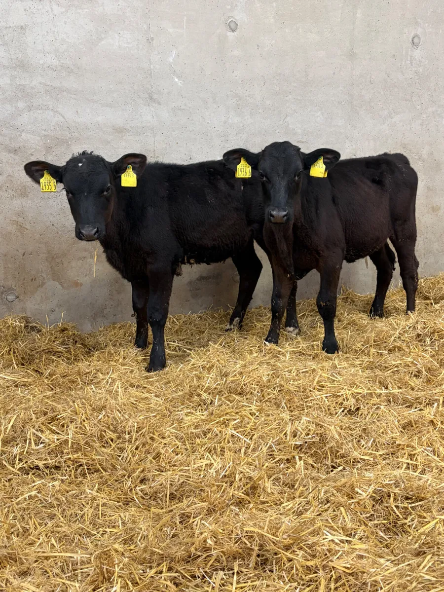 3 Reared Angus Heifer Calves - Image 2