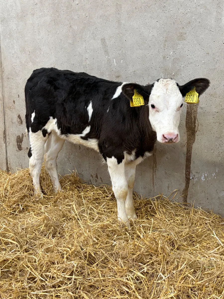 4 Belgian Blue Heifer Calves - Image 4