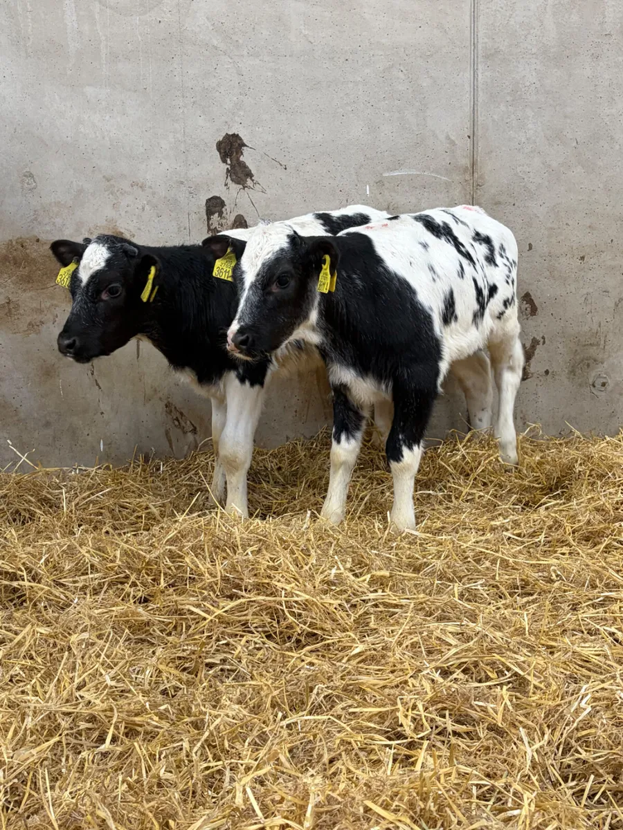 4 Belgian Blue Heifer Calves - Image 2