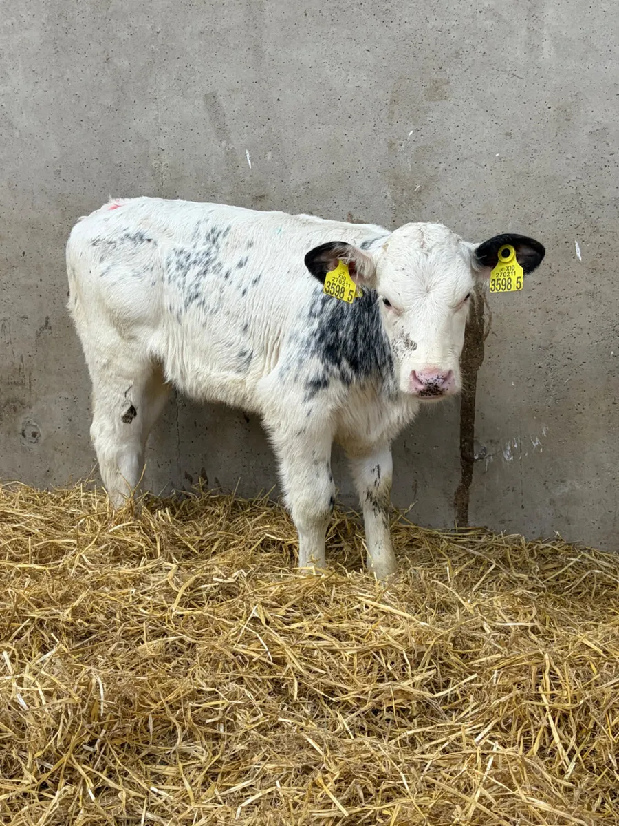 4 Belgian Blue Heifer Calves - Image 3