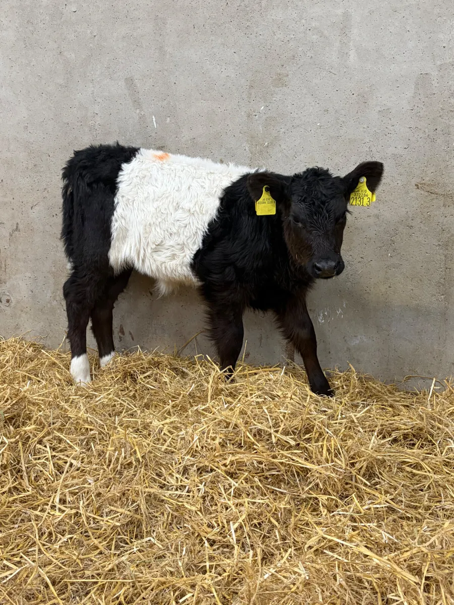 3 Belted Galloway Heifer Calves - Image 1