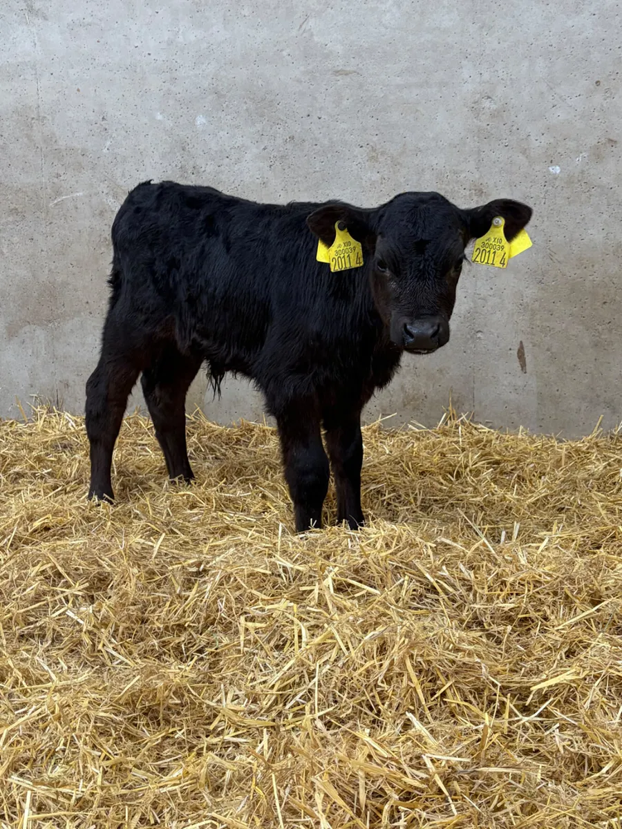 3 Angus Bull Calves - Image 2