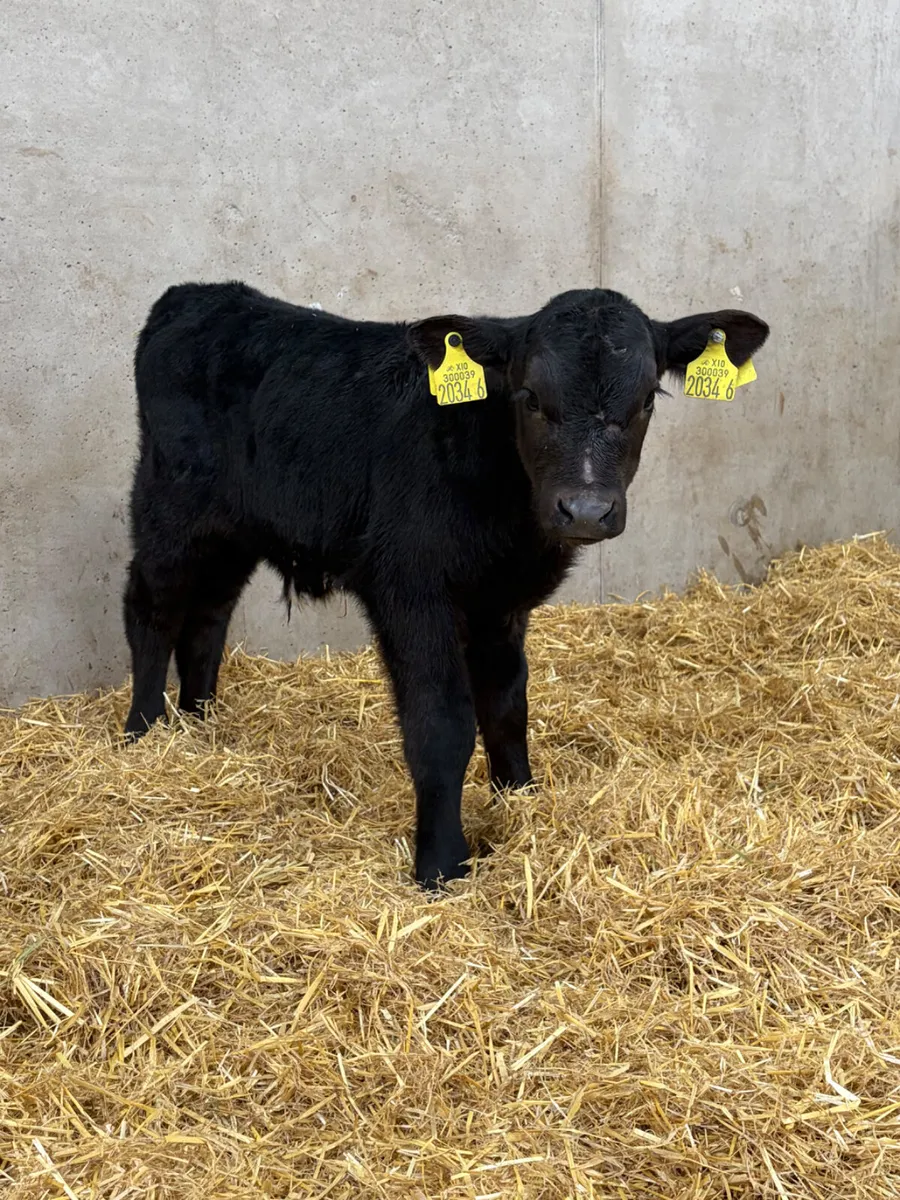 3 Angus Bull Calves - Image 3