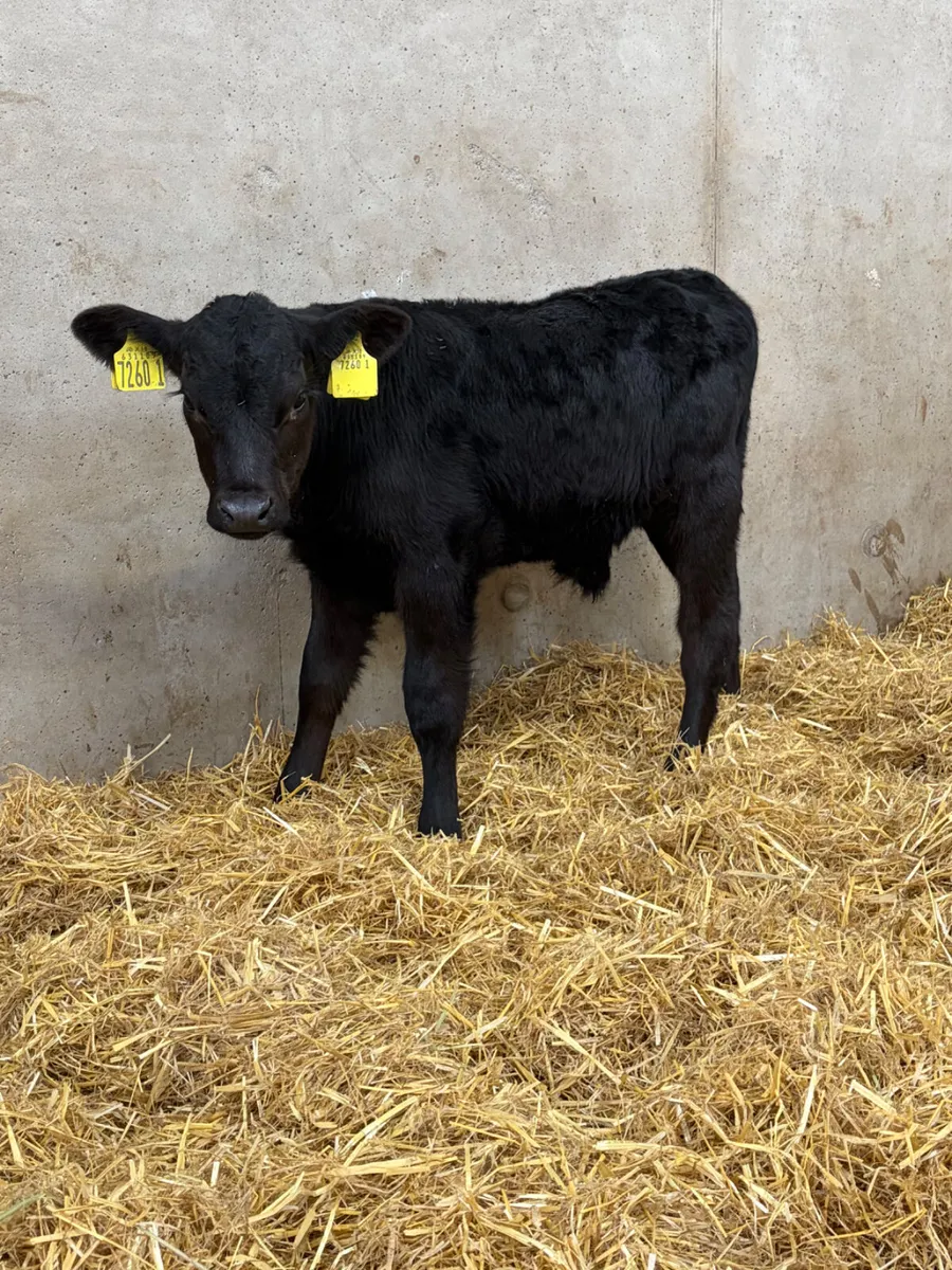 3 Angus Bull Calves - Image 1