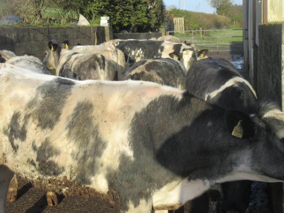 12 belgian blue heifers suitable for breeding350kg - Image 3